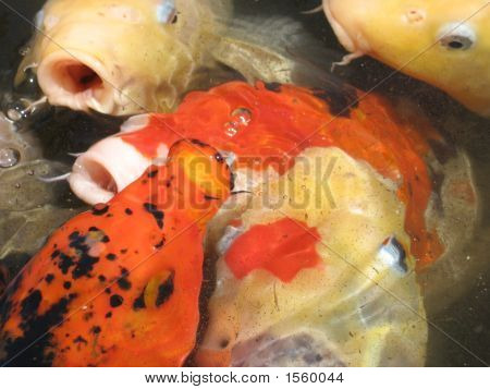 Pesce affamato