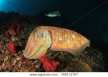 Cuttlefish pair mating