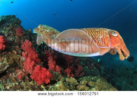 Cuttlefish pair mating