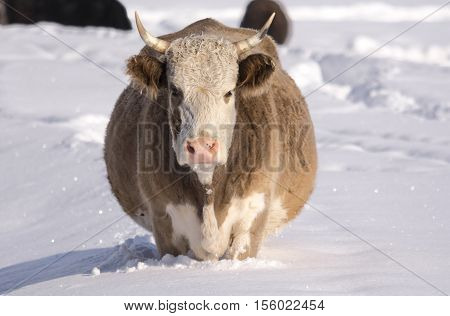 Cow under snow looking for grass. Winter rural scene. HDR - high dynamic range.