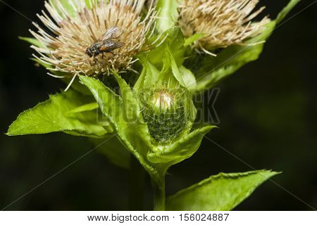 Blooming Cabbage or Siberian Thistle Cirsium oleraceum flowers bud and leaves with fly defocused close-up selective focus shallow DOF
