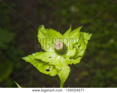 Blooming Cabbage or Siberian Thistle Cirsium oleraceum flower bud and leaves with bokeh background close-up selective focus shallow DOF