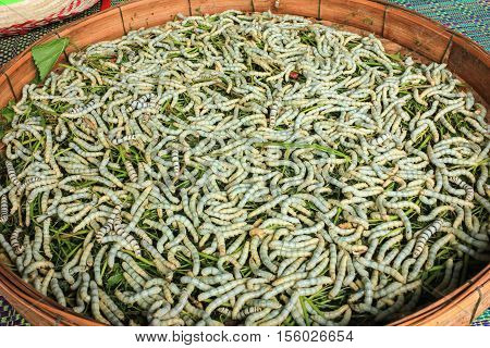 many silkworm eat leaves in the threshing basket