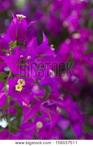 blurred background pink purple wall of flowering plant