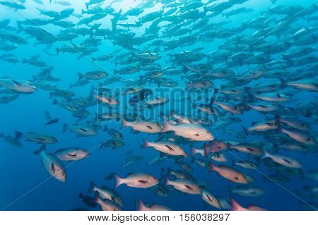 School Of Black And White Snappers (macolor Niger), Maldives