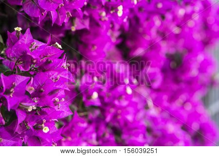 blurred background pink purple wall of flowering plant in the summer in the southern country