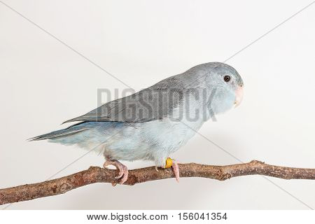 Mauve Forpus, Parakeet, Bird