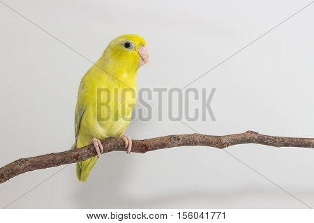 Pastel Green Forpus Bird