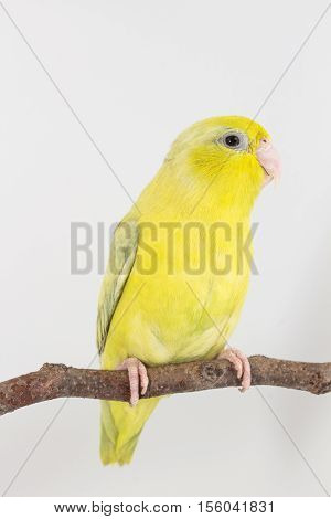 Pastel Green Forpus Bird