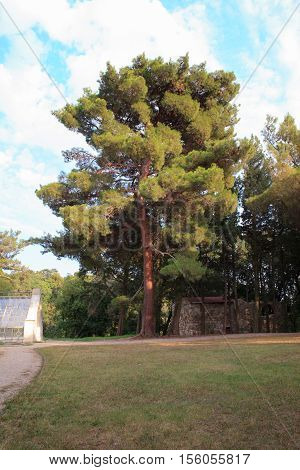 View of the Pinus halepensis commonly known as the Aleppo pine