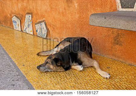 The dog sleeps in shade on the cool mosaic floor in Cathedral square of Positano Italy.