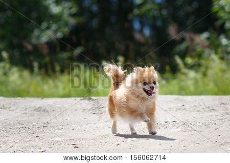 red Small German Spitz in nature runs