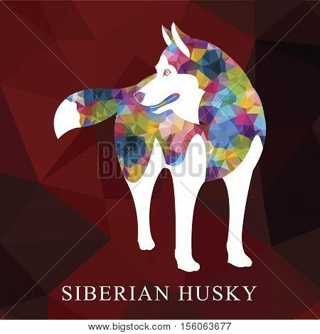 Low polygon Siberian husky design. colorful Abstract design