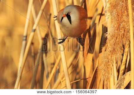Panurus biarmicus sitting on a reed, frosty winter, sunny day, the morning light