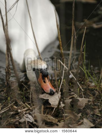 Nest Building