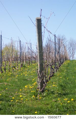 Das Weingut