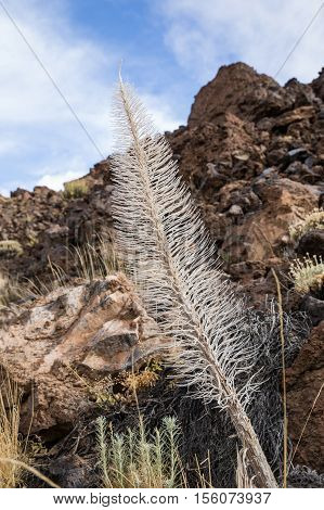 Tower of jewels (Echium wildpretii) dry Skeleton in Tenerife, Spain