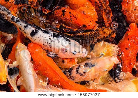 Carp Fish Texture Background Pattern