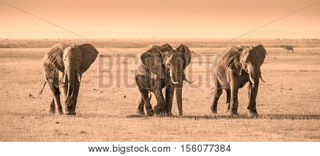 Herd of elephants walkig in Amboseli National park, Kenya, Africa. Panorama.