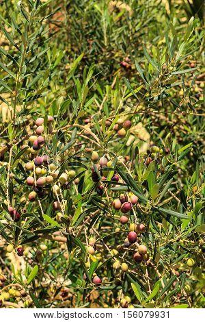 Olives At Branche