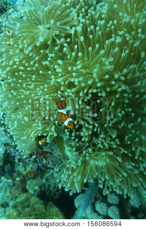Coral Life Diving Papua New Guinea Pacific Ocea