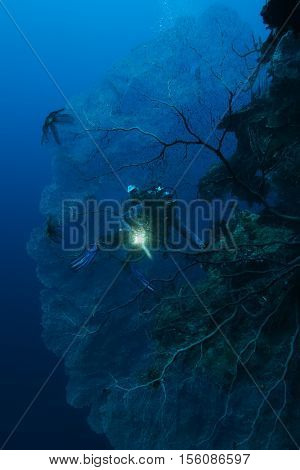 Coral Life Diving Papua New Guinea Pacific Ocea