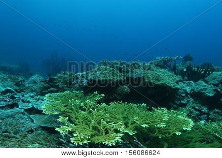 Coral Life Diving Papua New Guinea Pacific Ocea