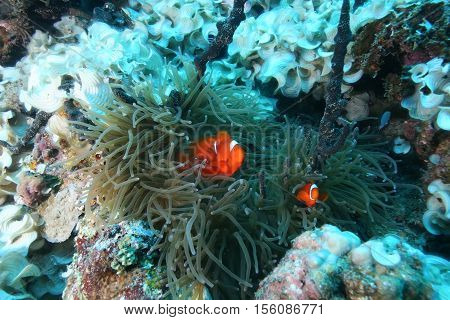 Coral Life Diving Papua New Guinea Pacific Ocea