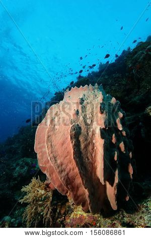 Coral Life Diving Papua New Guinea Pacific Ocea