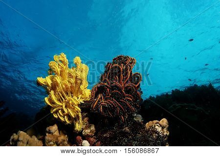 Coral Life Diving Papua New Guinea Pacific Ocea