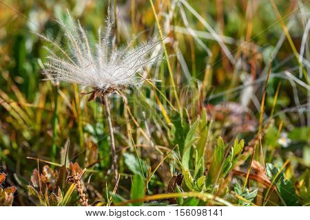 Beautiful floral background with delicate white fluffy flower Dryad in the form of a dandelion on blurred background of grass