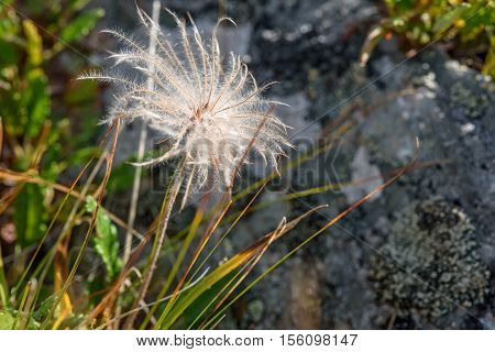 Beautiful floral background with delicate white fluffy flower Dryad in the form of a dandelion on blurred background of grass and stones