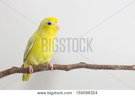 Pastel Green Forpus Bird