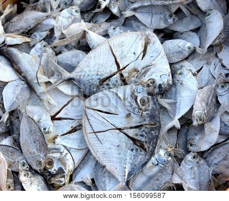 Many fresh fish from sea