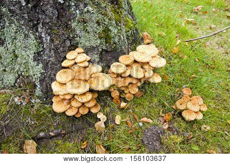 Mushroom under a treein park at autumn