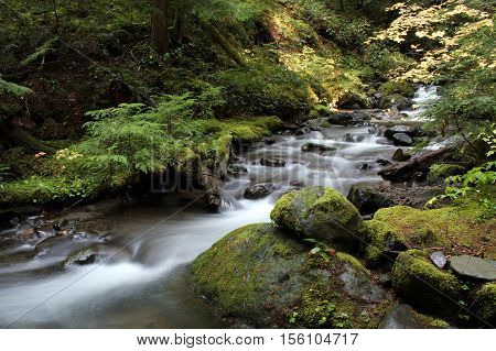 Pacific Northwest forest stream with mossy rocks and fall color