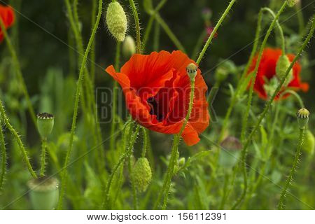 Red poppy flowers with bud in field