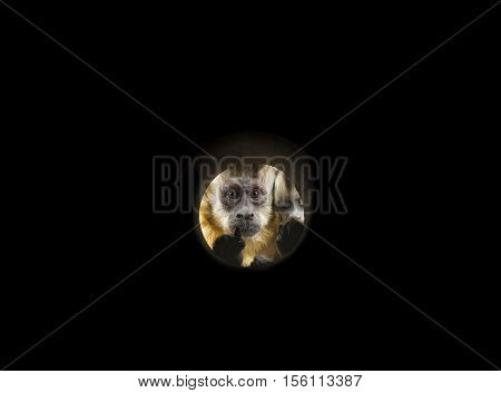 Portrait of Capuchin Monkey through tube black background
