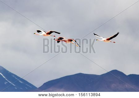 Photo of Flying flamingos over cloudy sky