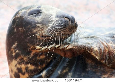 A portrait of a grey seal lying down