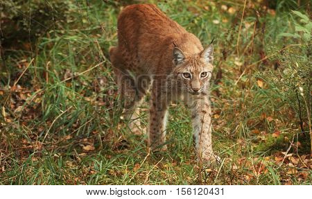 A female lynx walking in the forest