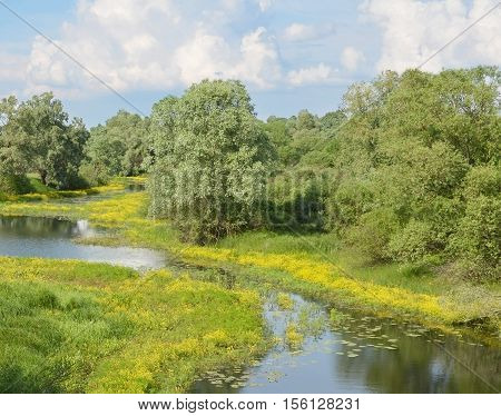 meadow with yellow flowers pond water lilies green grass in spring