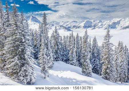 Trees Covered By Fresh Snow In Austria Alps From Kitzbuehel Ski Resort, Austria, Europe.
