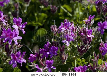 Vilde blomster Geranium Sydafrika Tafelberg