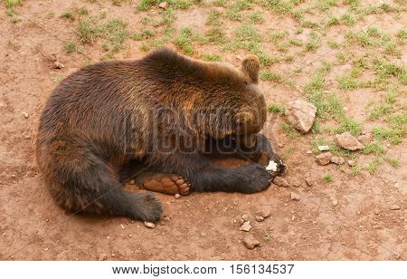 The brown bear lies on the earth. The piece of bread is clamped in forepaws. The red clay earth is covered with a rare grass
