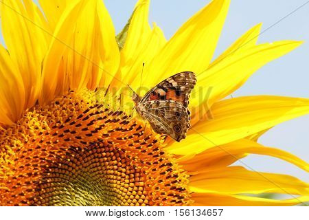Butterfly / The butterfly sits on a plant