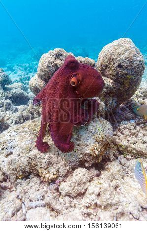 Alive Red Octopus Sitting On Coral Reef, Maldives