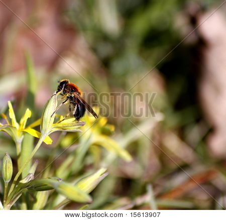 Beebreakfast