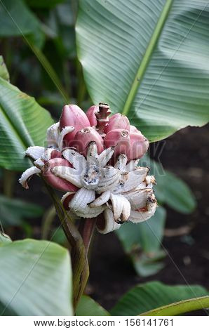 Musa Velutina banana tree in Singapore Botanic Garden