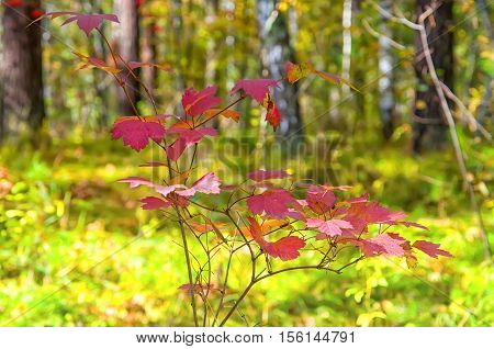 red leaves on a background of green field